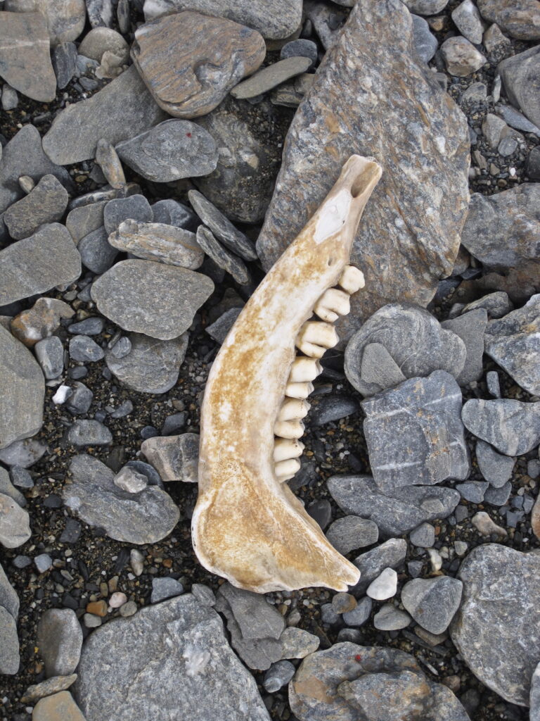 Half of a Svalbard reindeer jawbone resting on grey rocks.