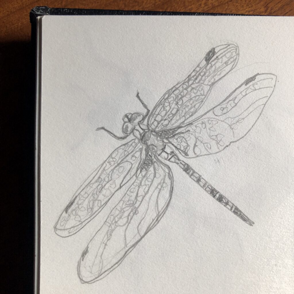 A sketch of a single dragonfly in a notebook.