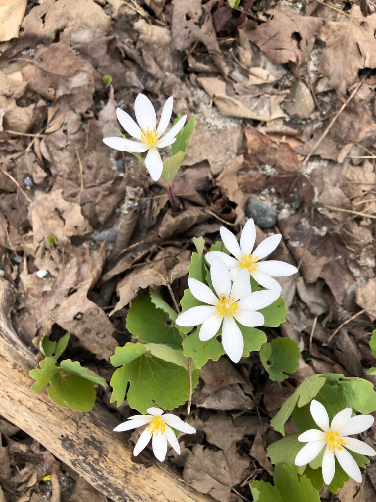5 Bloodroot flowers popping up through brown dead leaves